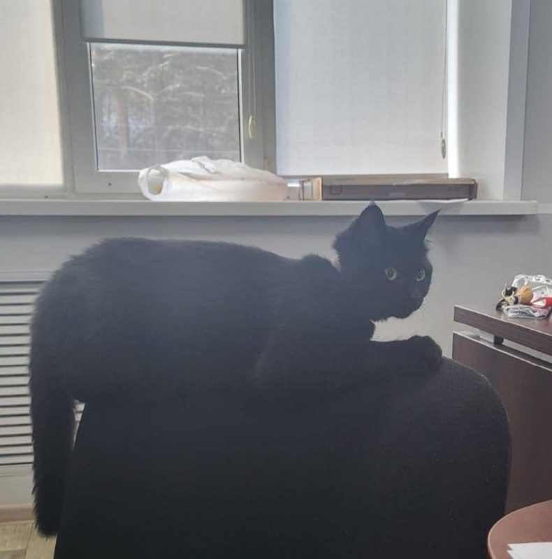 Потерялась кошечка Луна - Животные в Чита