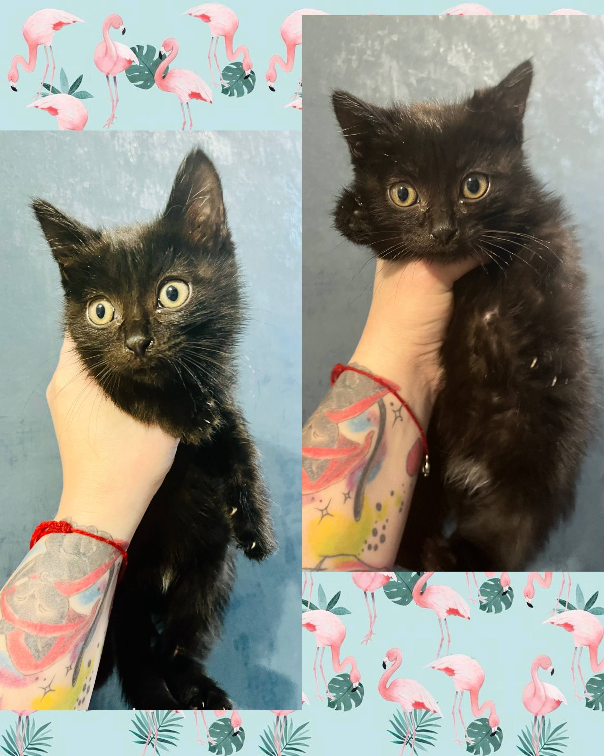 Отдам симпатичного котика - Животные в Чита