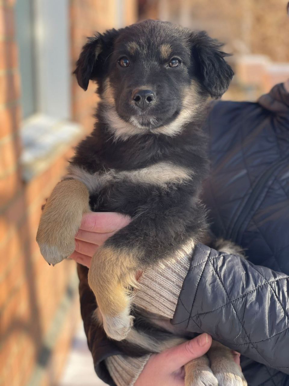 Ищем дом для бутузики-девочки 3,5 месяцев - Животные в Чита