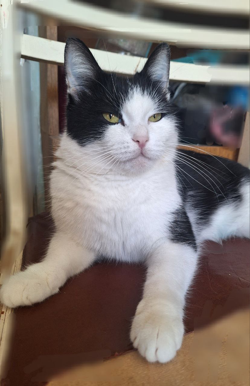 Милая кошечка Березка в поисках семьи - частное объявление в Самара