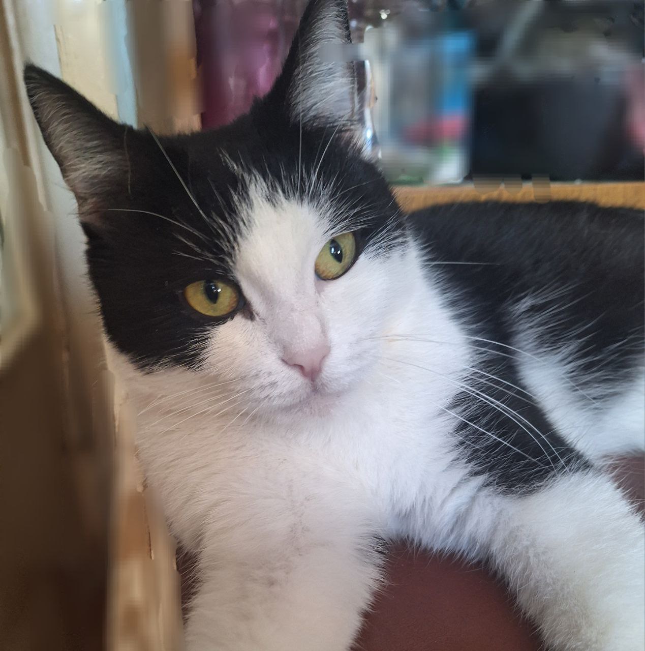 Милая кошечка Березка в поисках семьи - Животные в Самара - фото 3