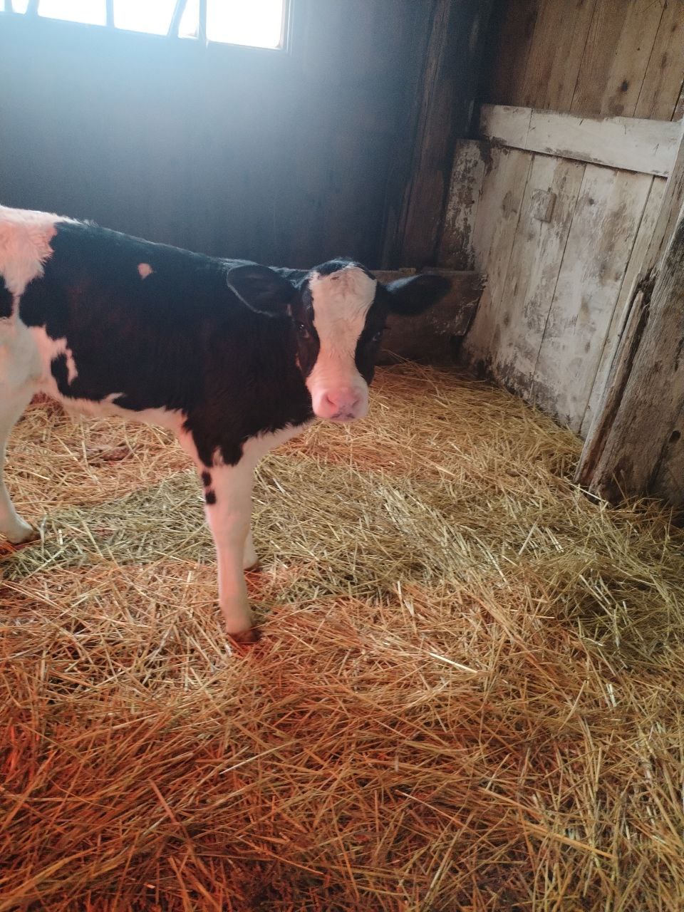 Продам двух бычков - Животные в Самара