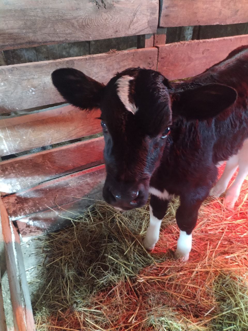 Продам двух бычков - Животные в Самара - фото 2