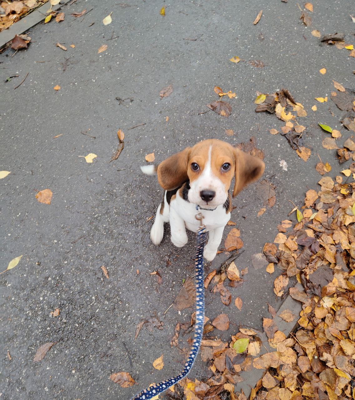 Щенок из помета с документами РКФ - частное объявление в Самара