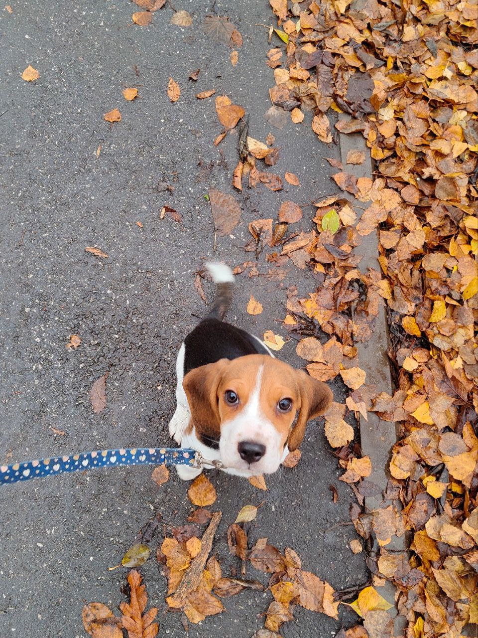 Щенок из помета с документами РКФ - Животные в Самара - фото 3