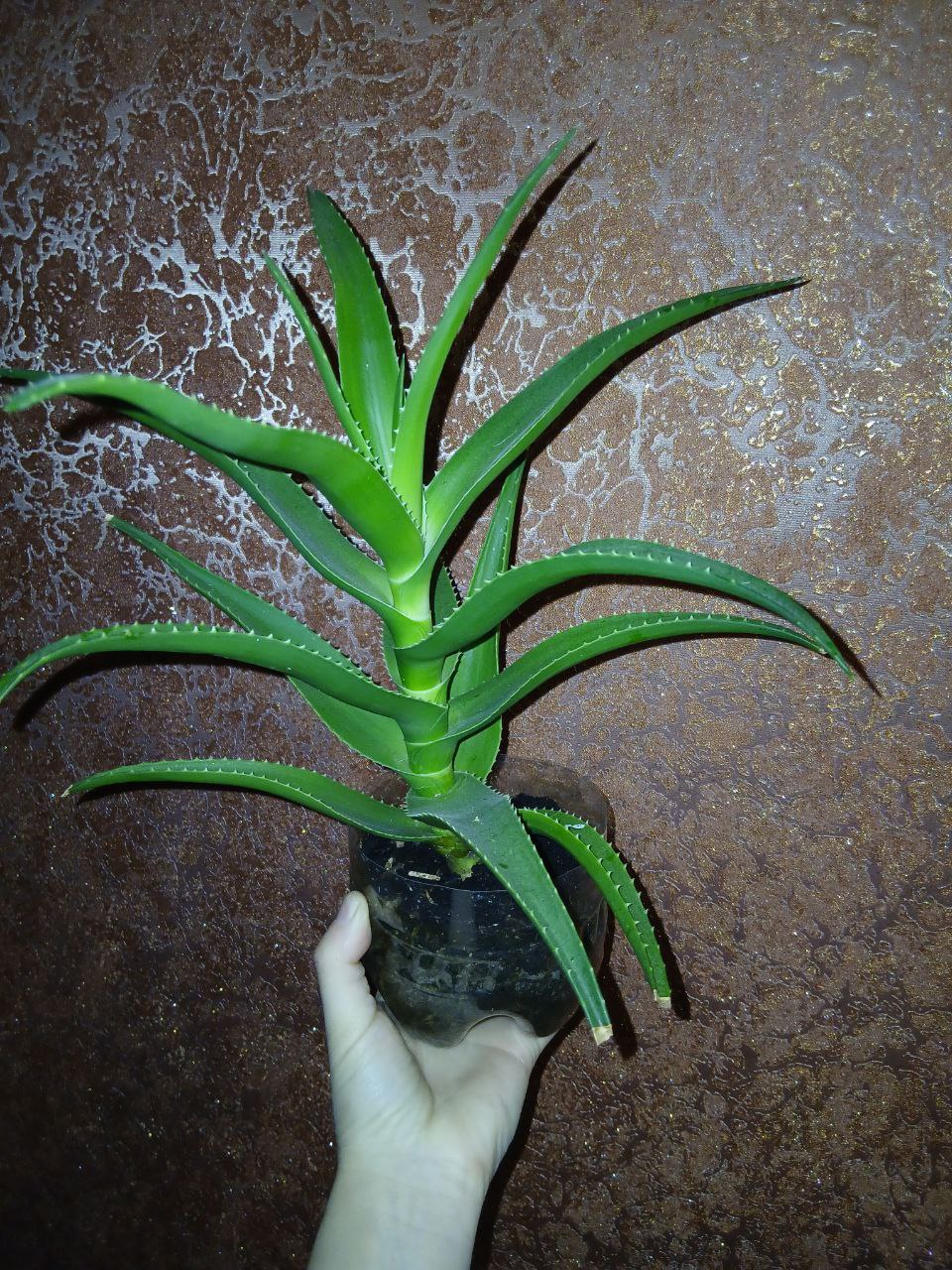 Продам алоэ - Животные в Владивосток - фото 2