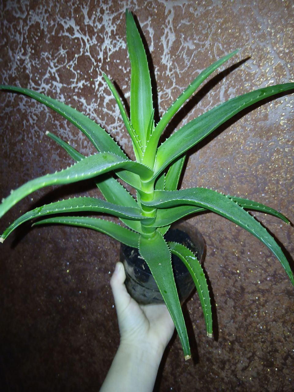 Продам алоэ - Животные в Владивосток - фото 3