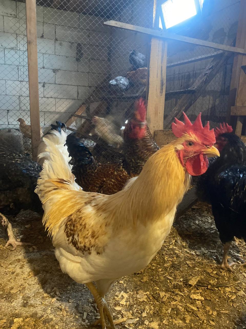 Продам петушков Австролорпы Адлерский Доминанты Ломан Браун Грановщина - частное объявление в Иркутск