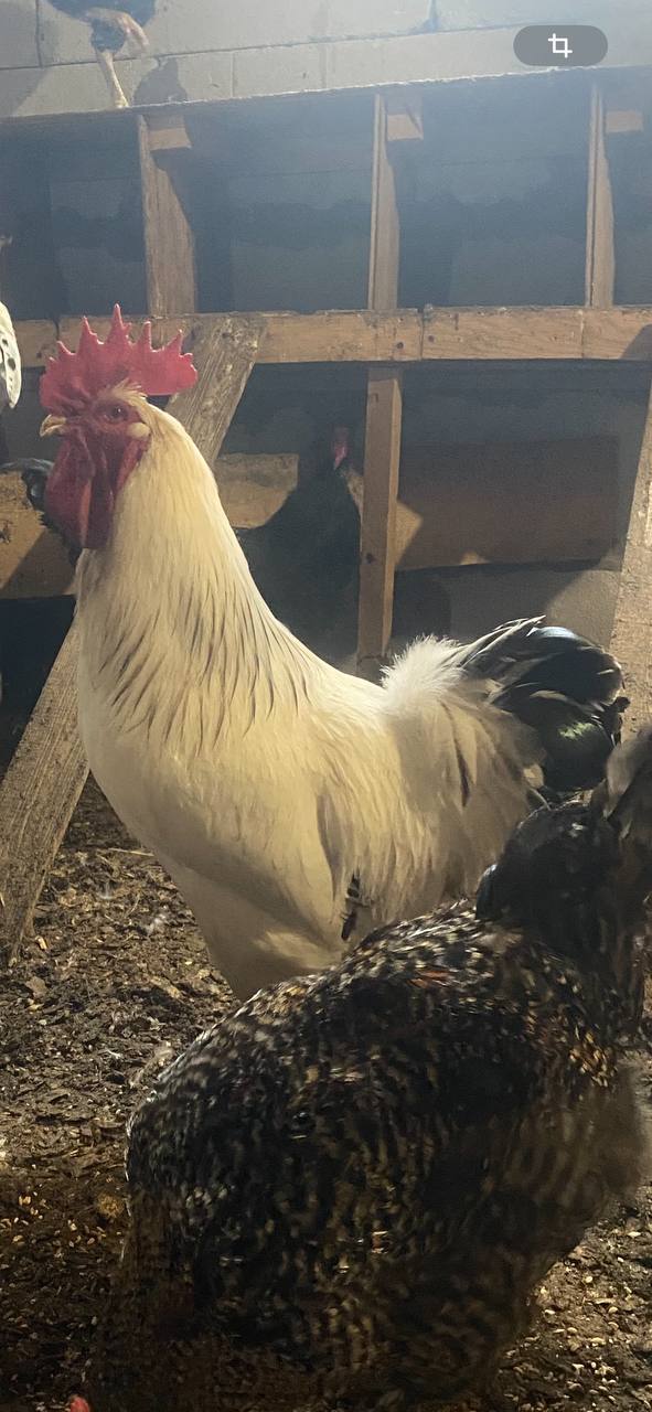 Продам петушков Австролорпы Адлерский Доминанты Ломан Браун Грановщина - Животные в Иркутск - фото 3