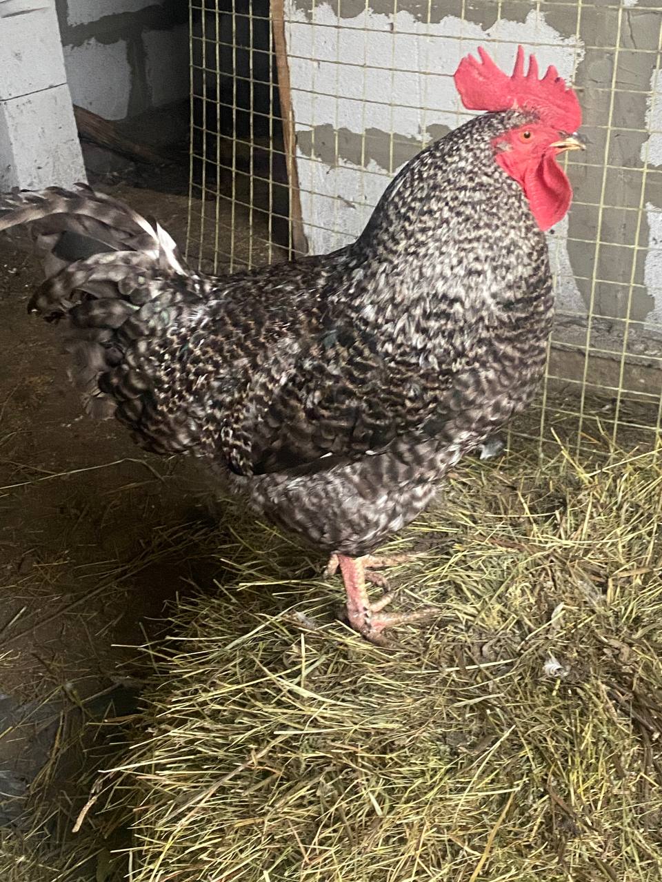 Продам петушков Австролорпы Адлерский Доминанты Ломан Браун Грановщина - Животные в Иркутск - фото 4