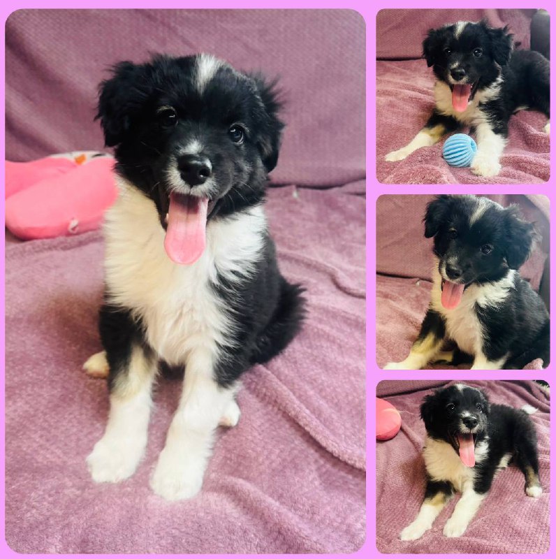 От снежной бури к теплу дома: у этого малыша должно быть счастливое будущее! - частное объявление в Иркутск