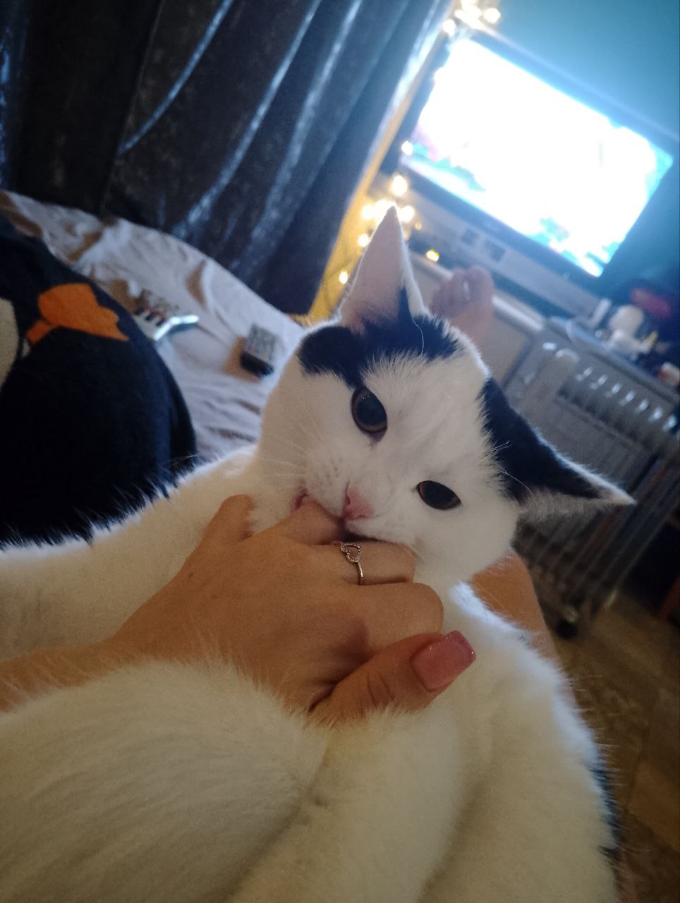 Отдам в добрые руки кота - частное объявление в Самара