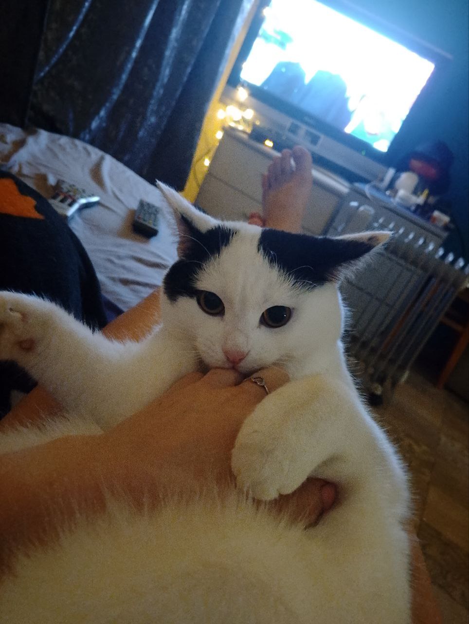 Отдам в добрые руки кота - Животные в Самара - фото 2