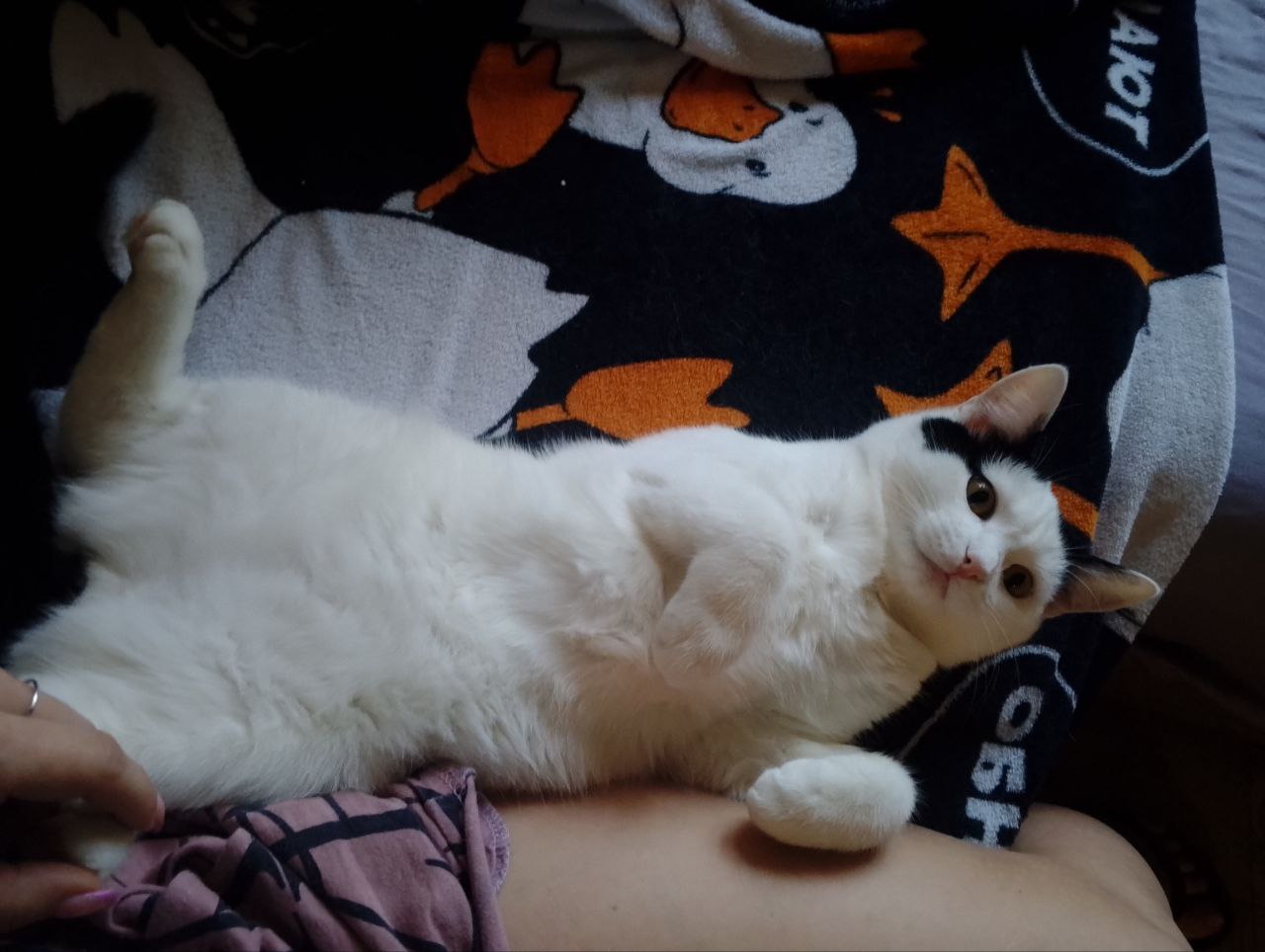 Отдам в добрые руки кота - Животные в Самара - фото 3