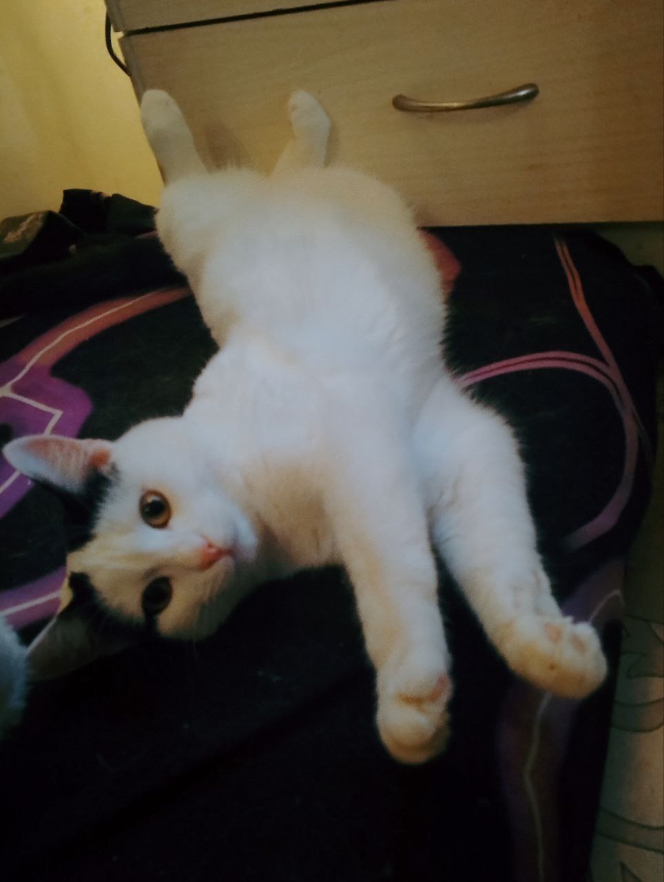 Отдам в добрые руки кота - Животные в Самара - фото 4