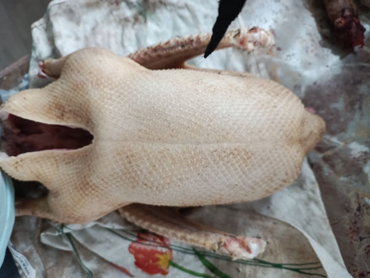 Мясо гуся и перетопленный жир - Хобби и отдых в Челябинск