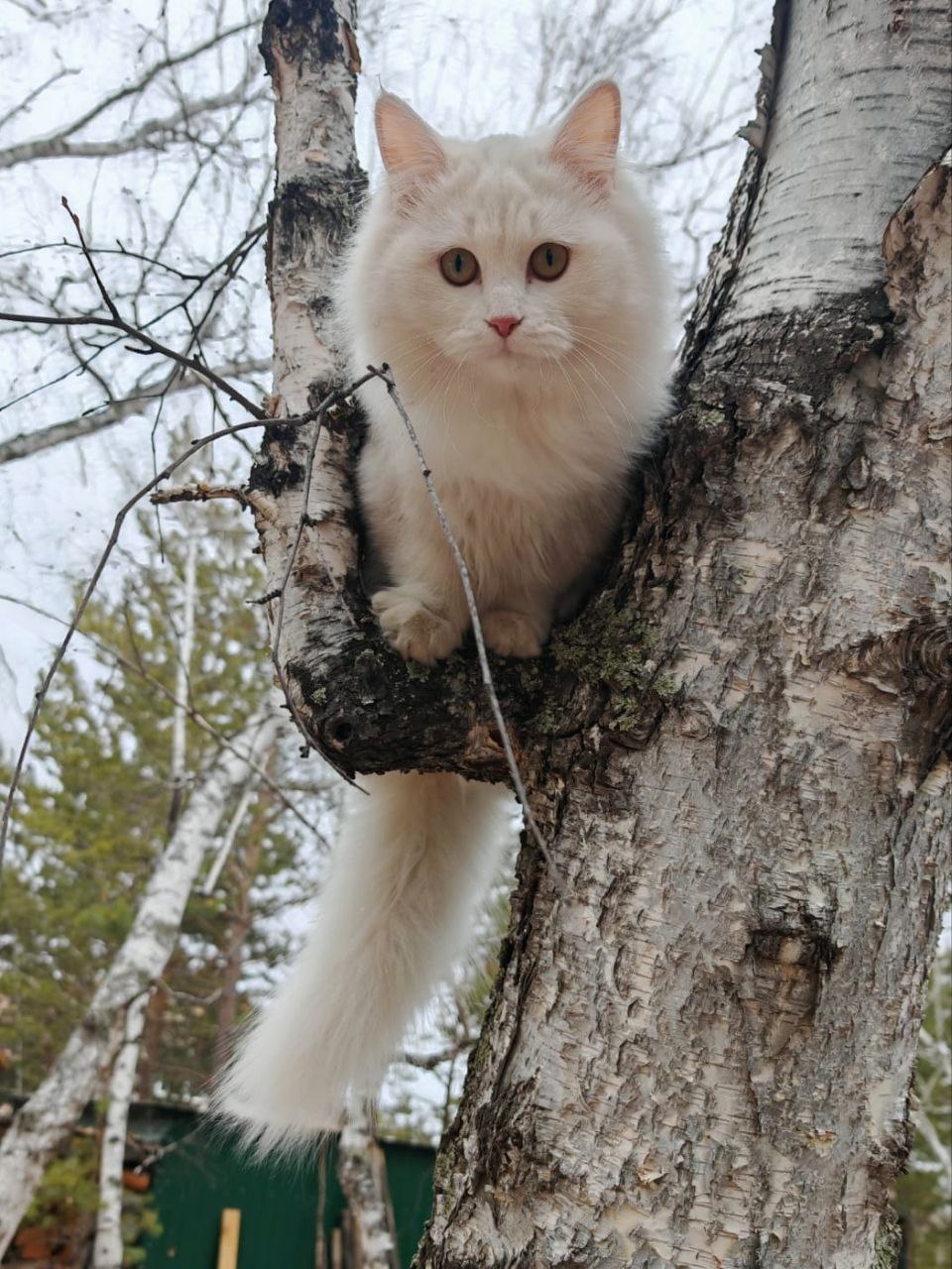 Красотка 7 месяцев ищет заботливых родителей - Животные в Чита