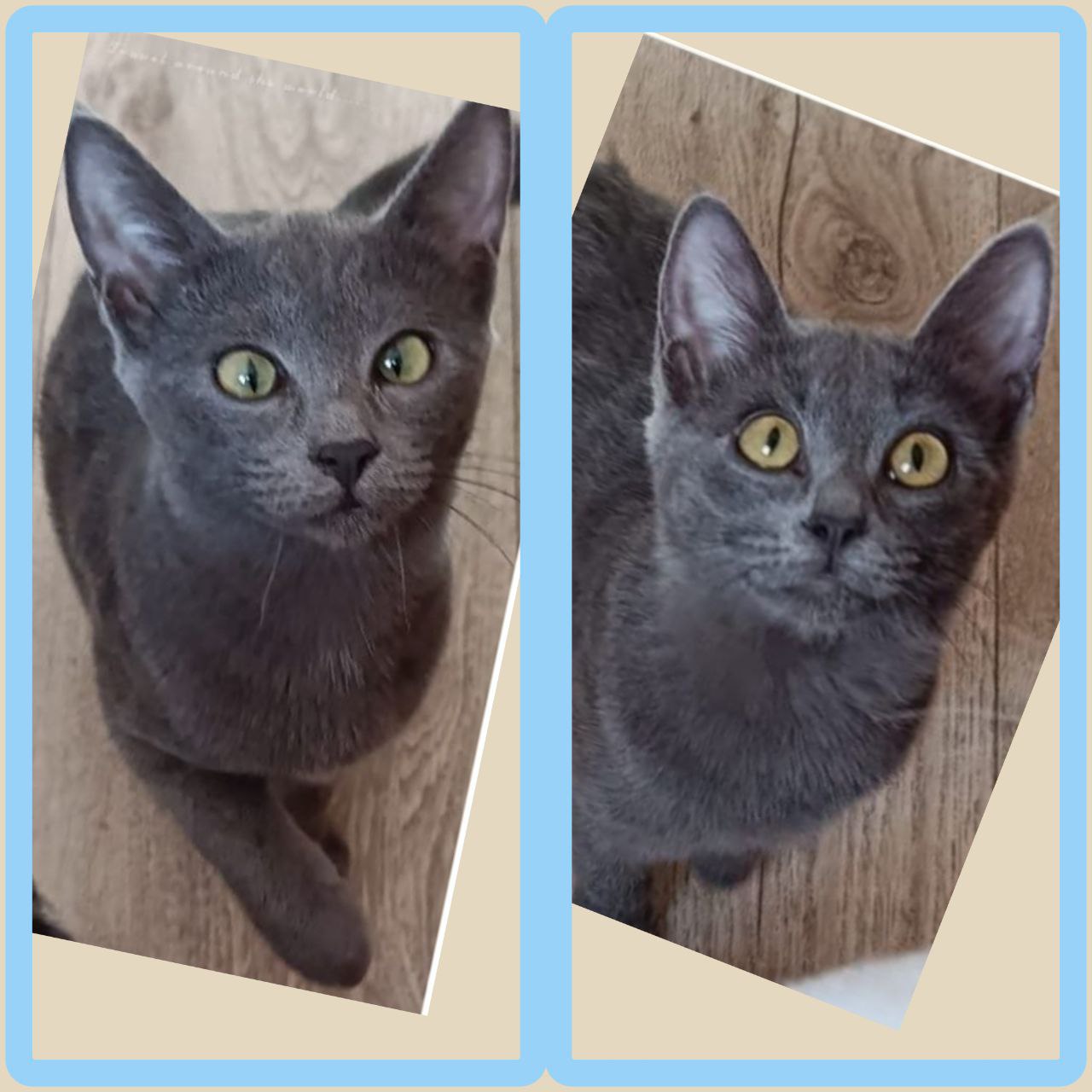 Кошечки ищут дом - Животные в Чита