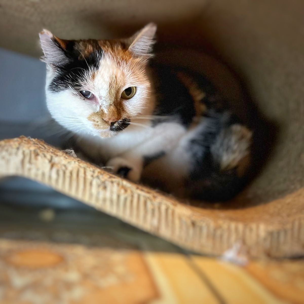 Мелисса - кошка для спокойного дома - Животные в Чита