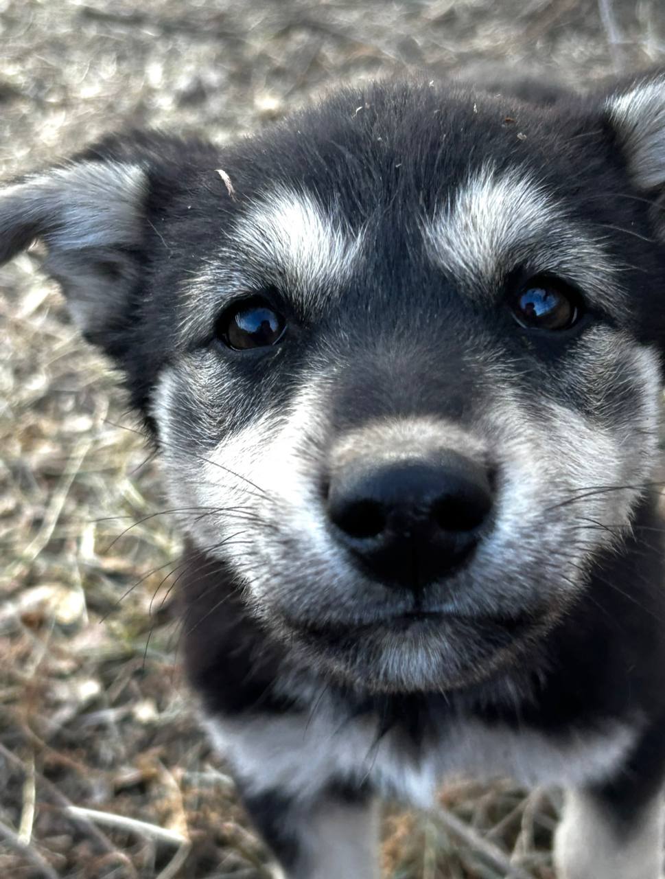Малышка-бутузик ищет дом - Животные в Чита