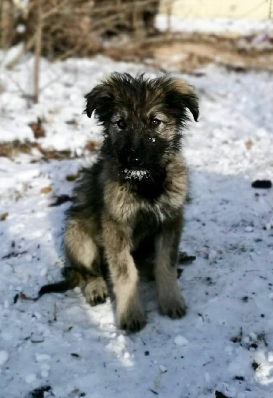 Малышка - Девочка ищет дом и любящих хозяев - Животные в Чита