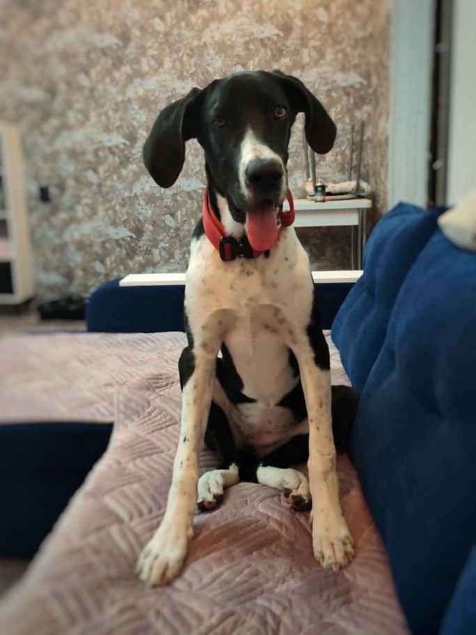 Ищет дом собака Бэлль (помесь алабая и дога) - частное объявление в Чита