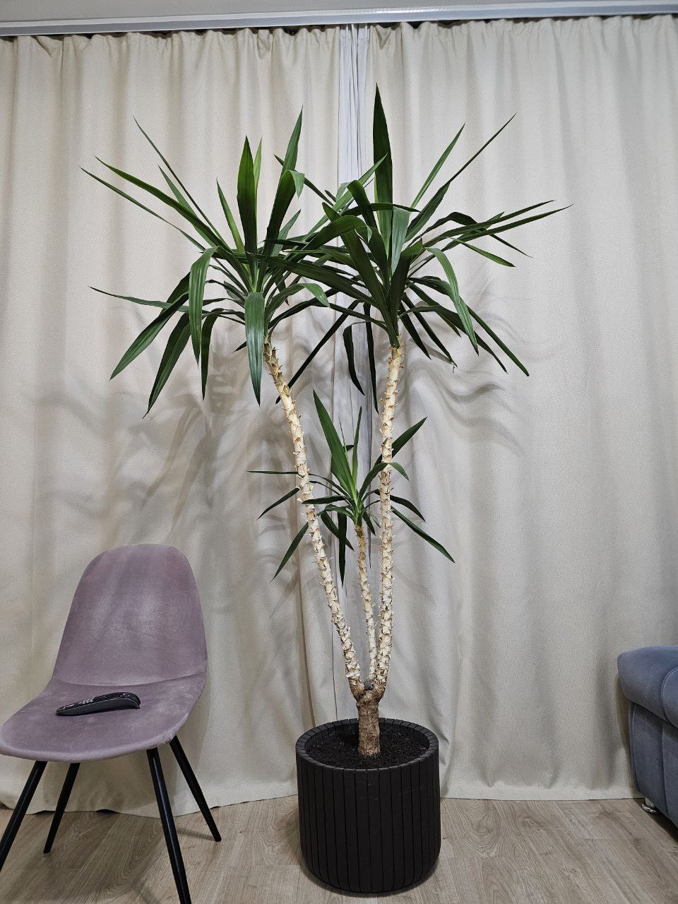 Продажа пальмы Юкка - частное объявление в Якутск