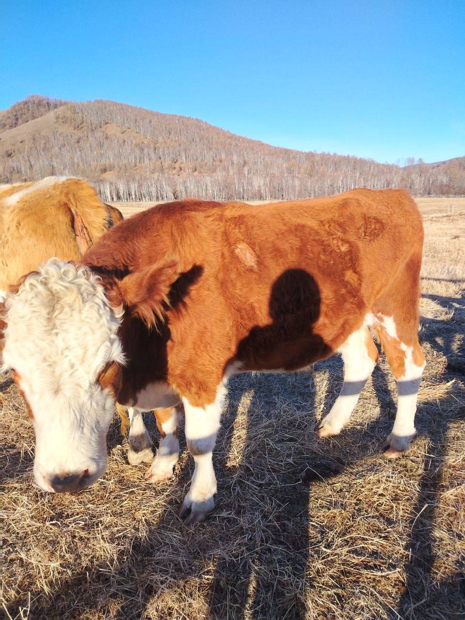 Говядина из Закаменского района - частное объявление в Улан-Удэ