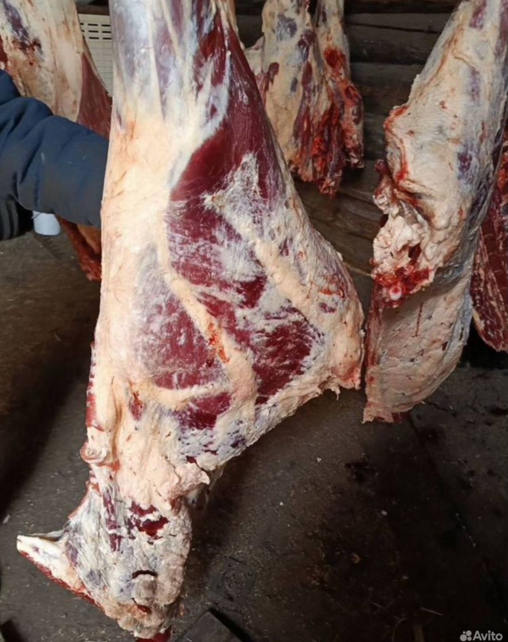 Говядина из Закаменского района - Животные в Улан-Удэ - фото 3