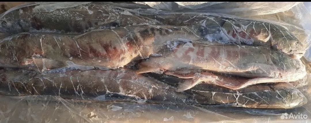 Продажа кеты потрошеной с головой и икры кеты - частное объявление в Улан-Удэ