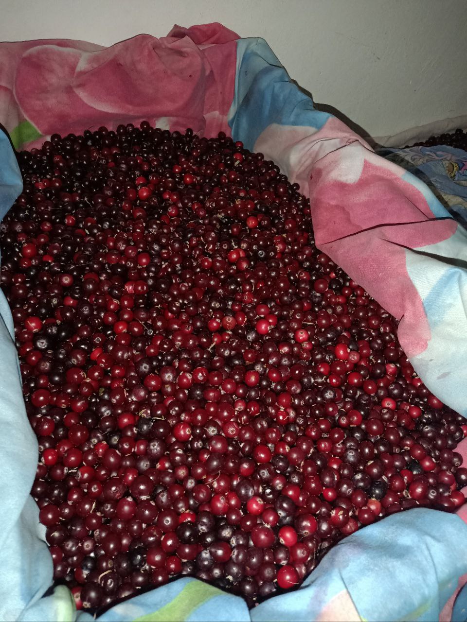 Свежесобранная клюква - частное объявление в Чебоксары