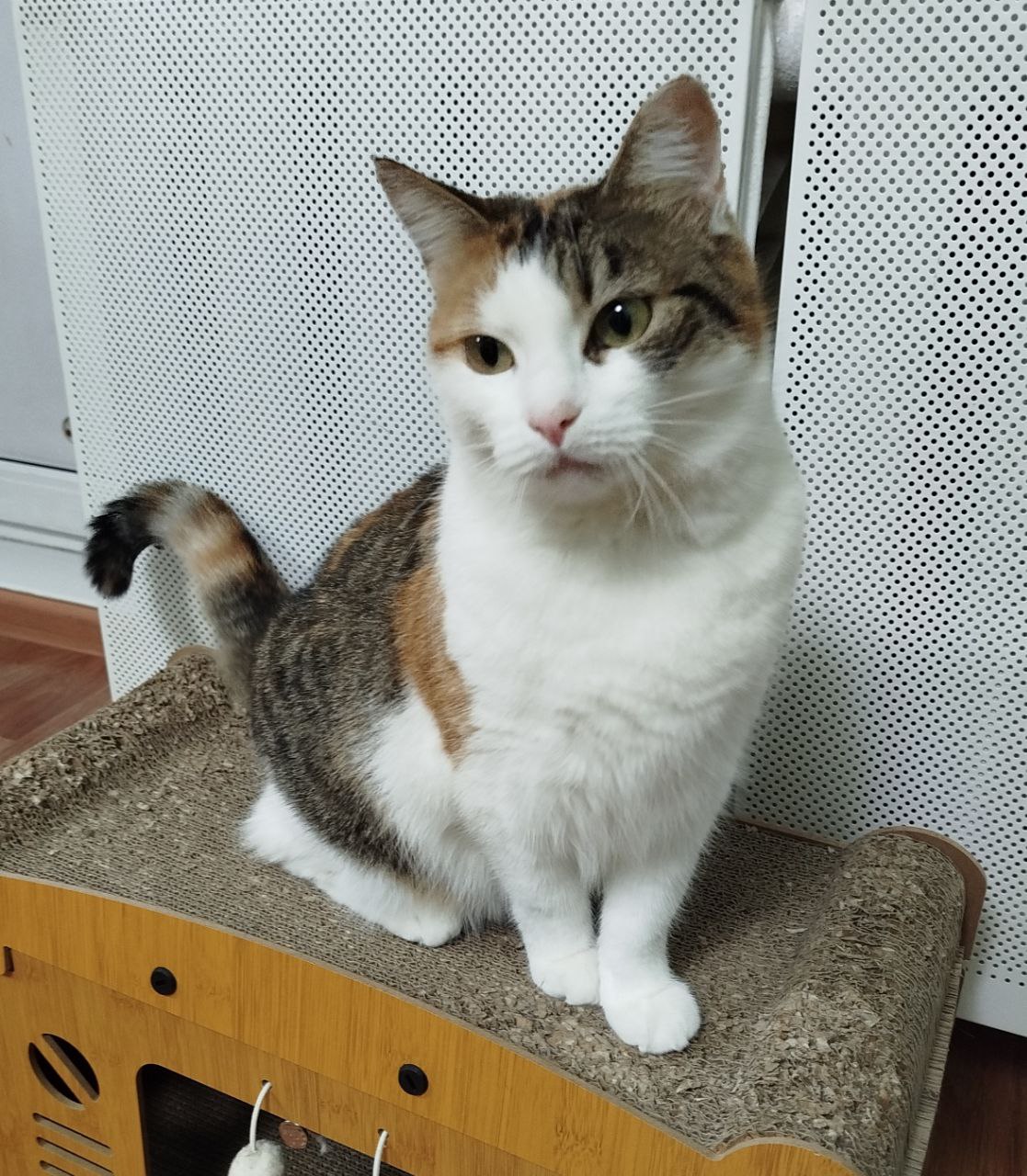 Молодая кошка Тамиса ищет хозяина - Животные в Тюмень