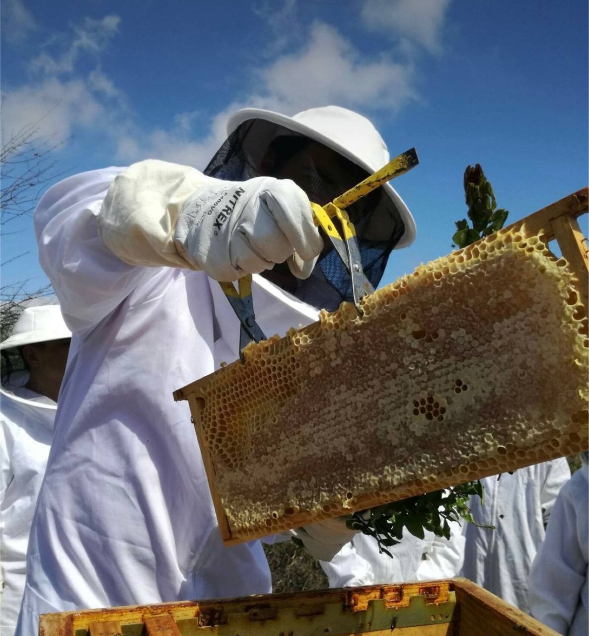 Липовый мед с пасеки в Мари-Эл - Хобби и отдых в Тюмень
