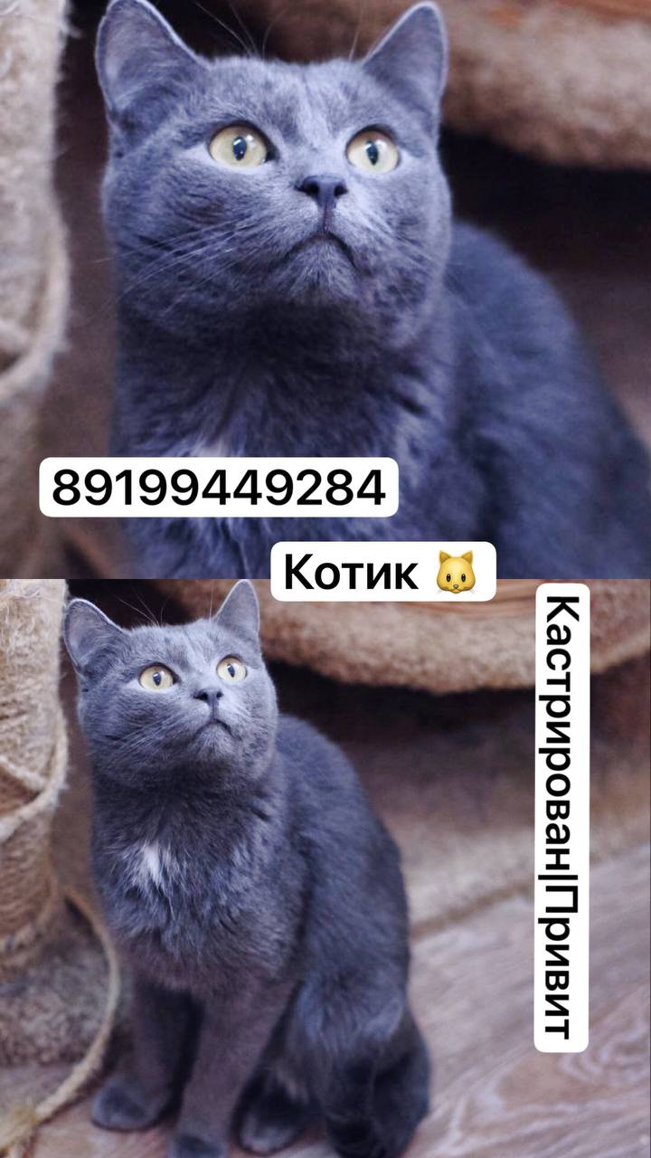 Котик ищет дом - Животные в Тюмень