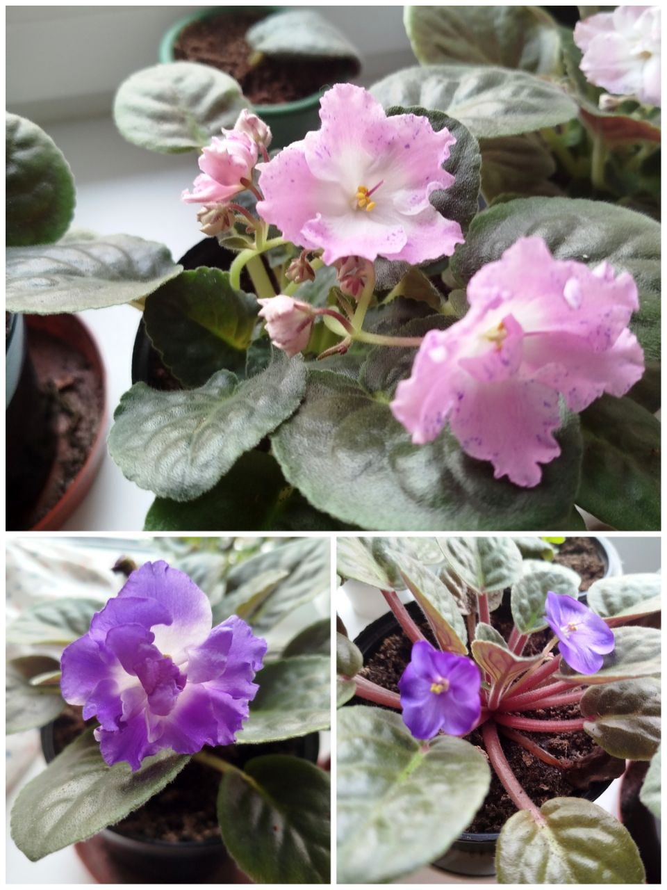 Фиалки в горшках - Хобби и отдых в Ульяновск