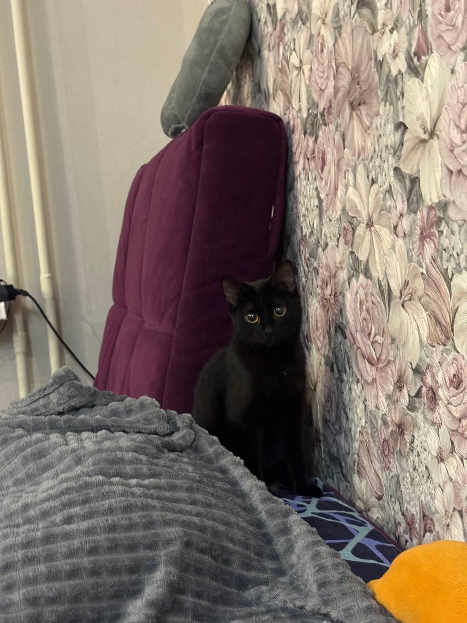 Отдам кошечку в добрые руки - Животные в Тюмень