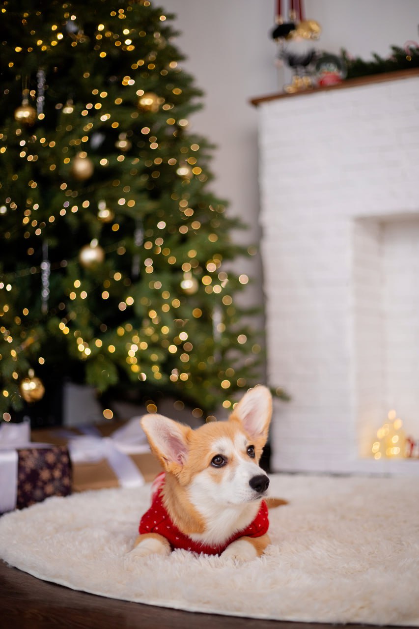 Новогодний фотодень щеночком корги - Услуги в Барнаул