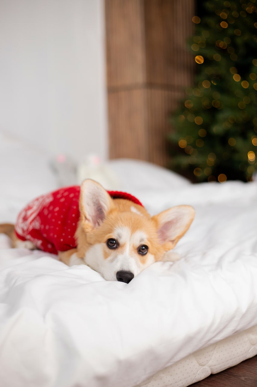 Новогодний фотодень щеночком корги - Услуги в Барнаул - фото 5