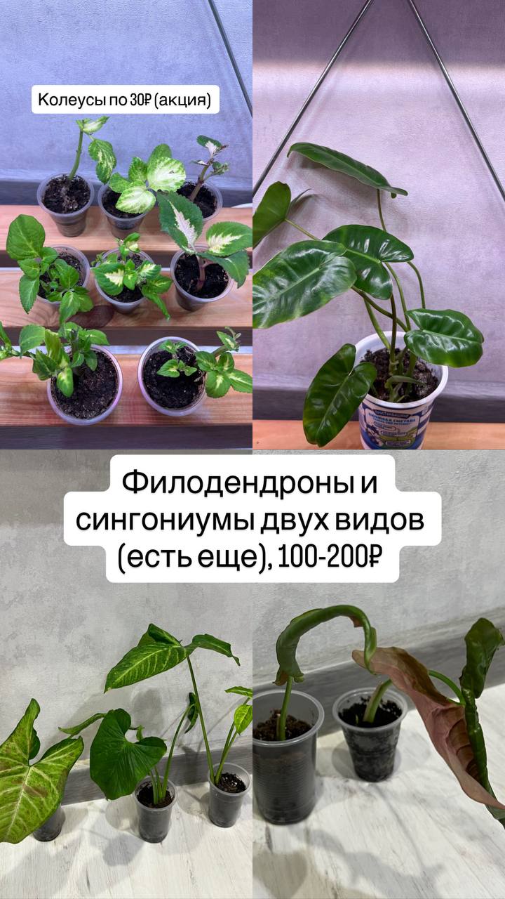 Большое количество растений - Для дома и дачи в Барнаул