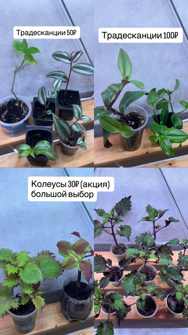 Большое количество растений - Для дома и дачи в Барнаул - фото 2