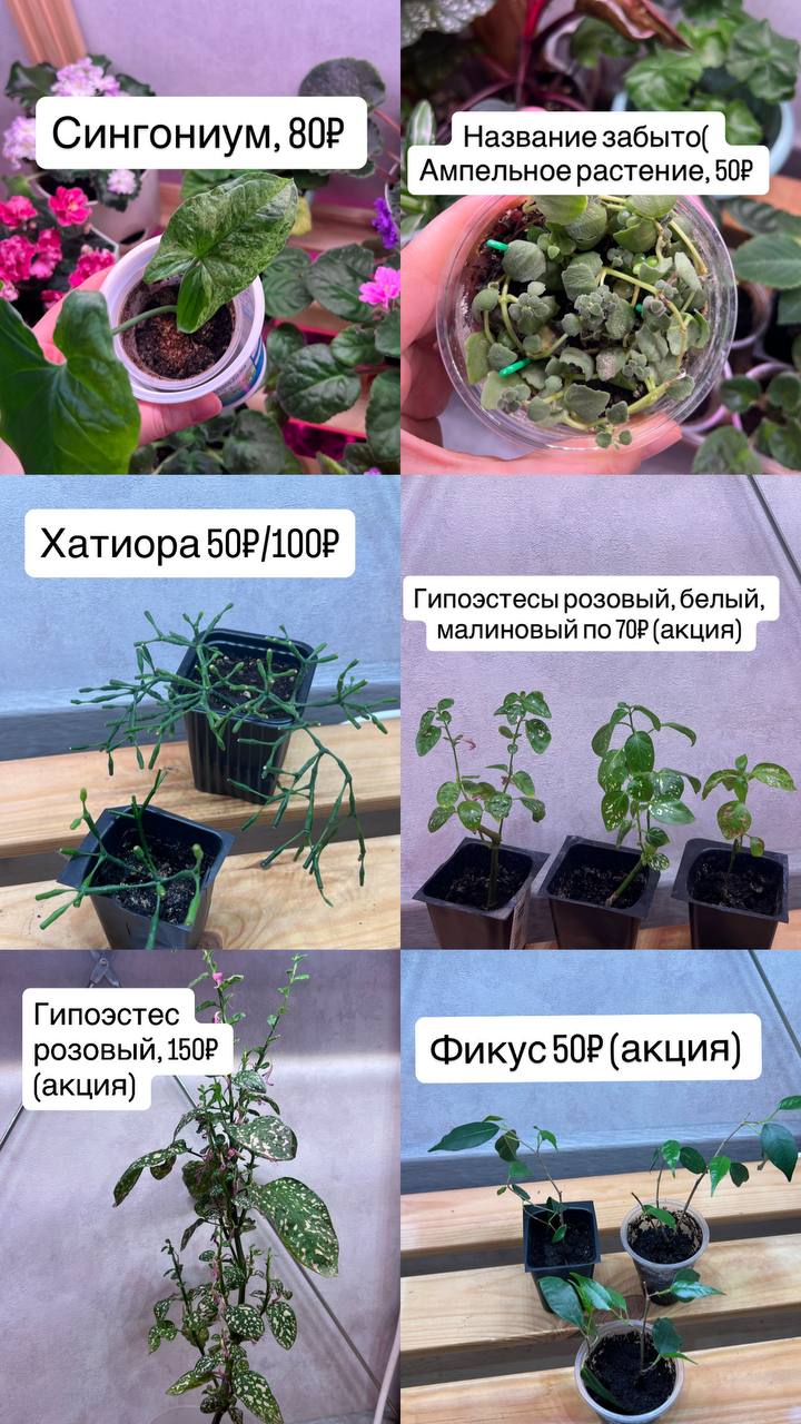 Большое количество растений - Для дома и дачи в Барнаул - фото 3