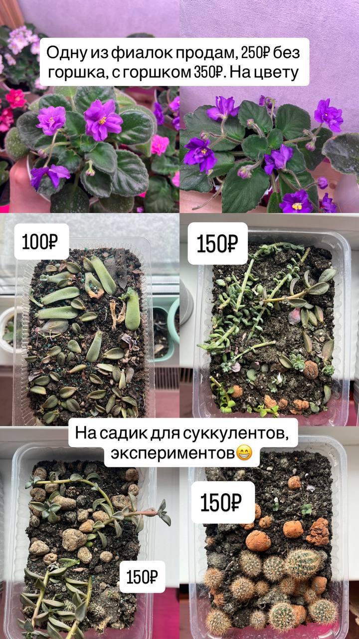 Большое количество растений - Для дома и дачи в Барнаул - фото 4