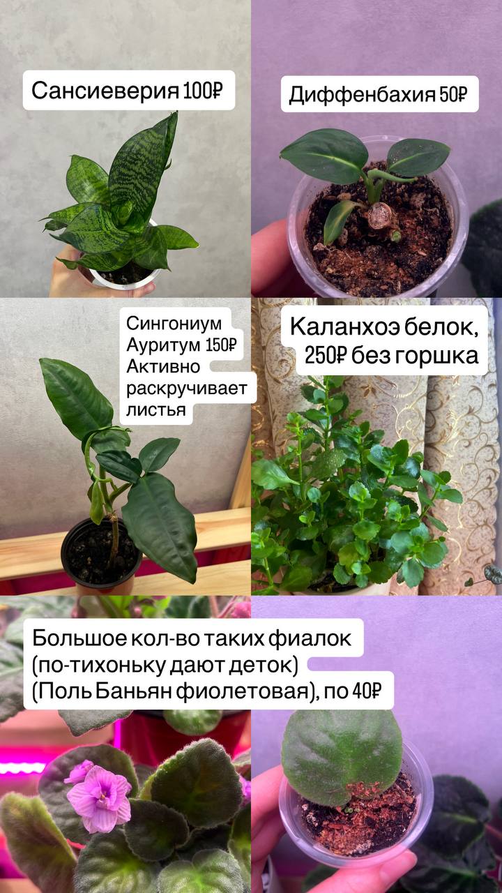 Большое количество растений - Для дома и дачи в Барнаул - фото 5