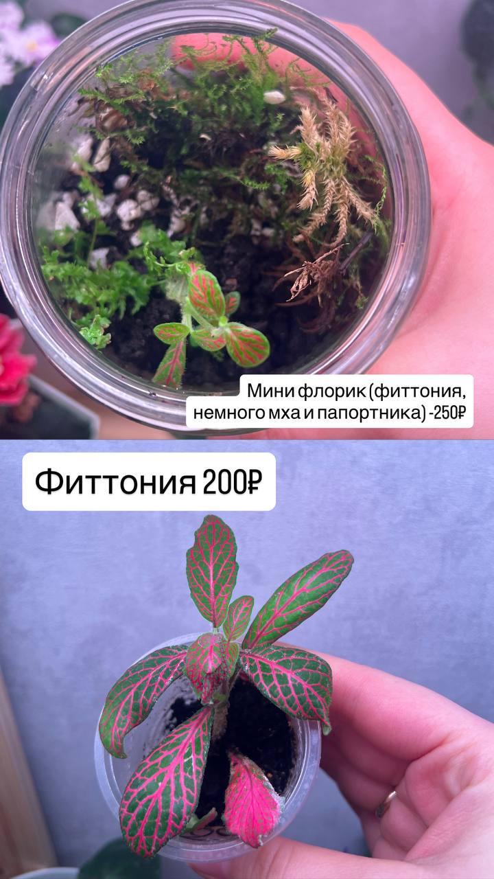 Большое количество растений - Для дома и дачи в Барнаул - фото 6