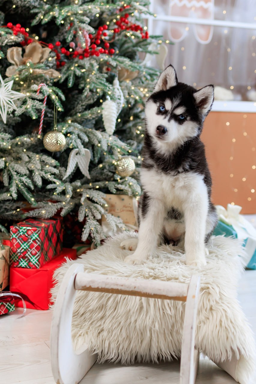 Новогодние фотодни с щенками самоеды, корги, хаски - Услуги в Барнаул