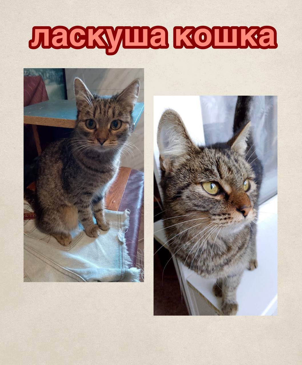 Отдаём бесплатно кошечку найдёныша - Животные в Казань