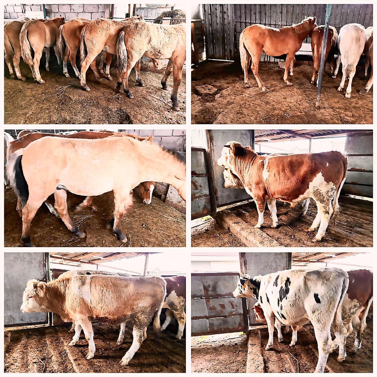 Продажа жеребцов и быков - частное объявление в Юдино, Залесный, Осиново (Кировский)