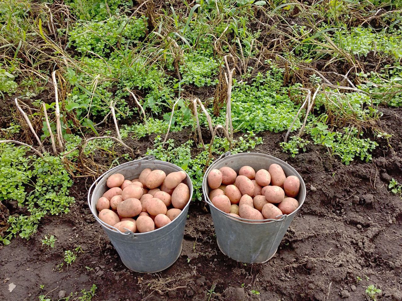 Продажа овощей и фруктов - Для дома и дачи в Тюмень