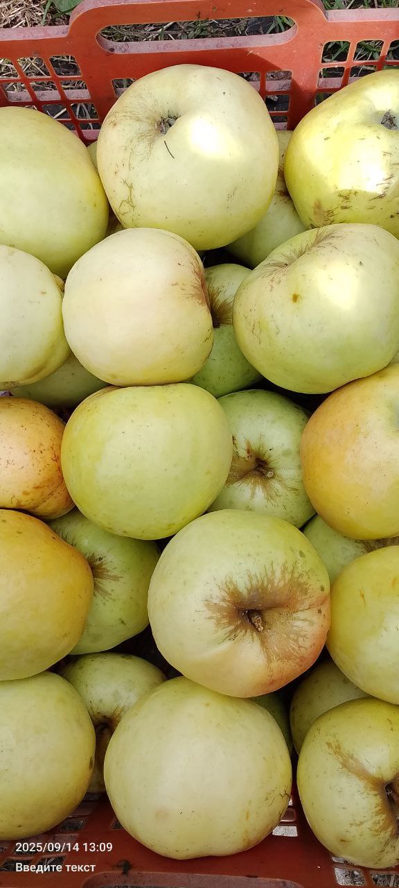 Продажа овощей и фруктов - Для дома и дачи в Тюмень - фото 3