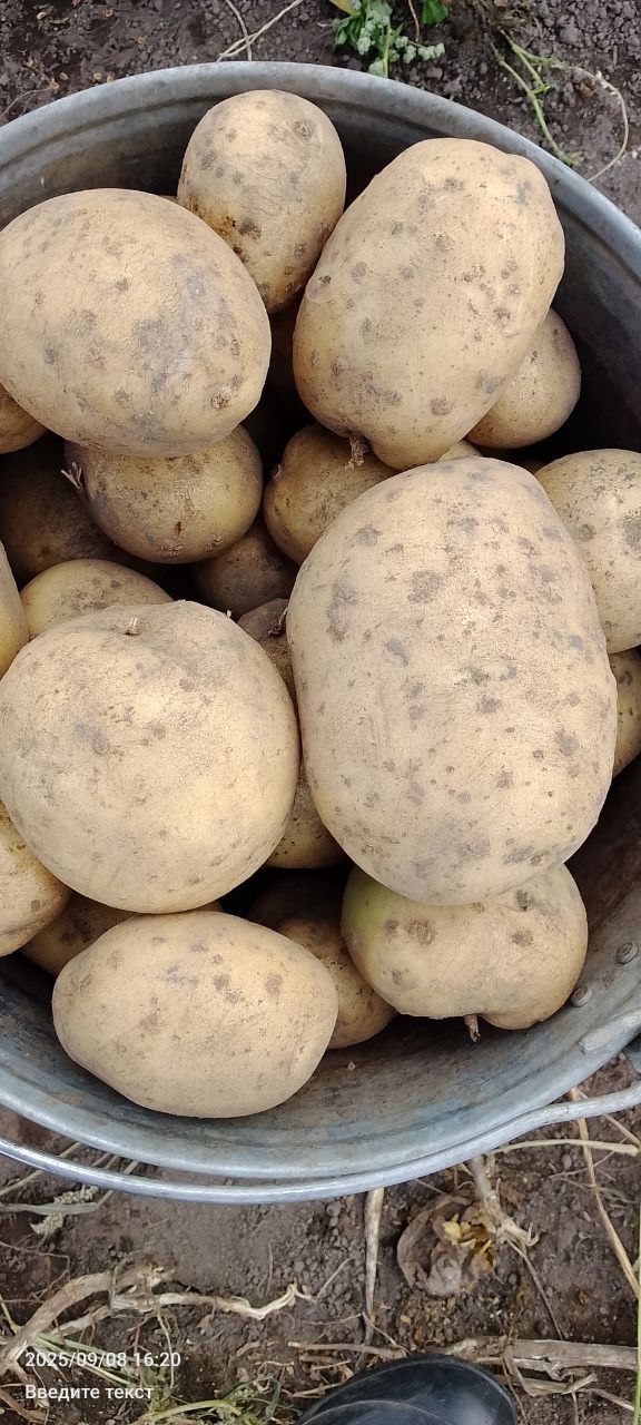 Продажа овощей и фруктов - Для дома и дачи в Тюмень - фото 4